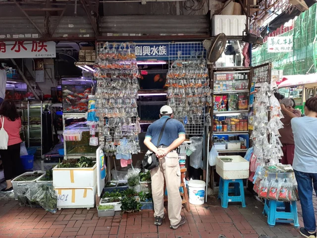 Goldfish Street