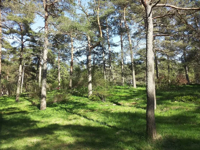 Vabaduse park