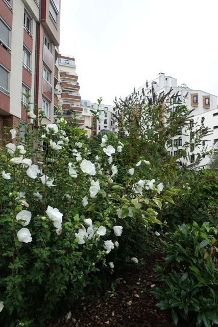 Jardin Amadou Hampâté Bâ