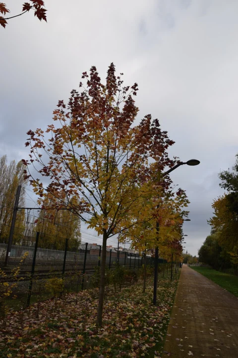 Parc de la Ligne 28
