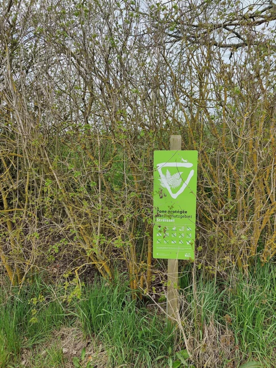 Stréissel