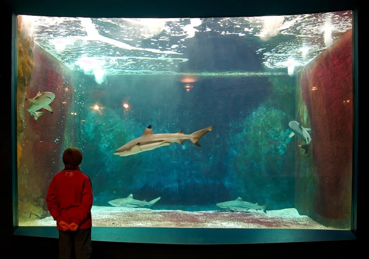 Aquarium & Museum