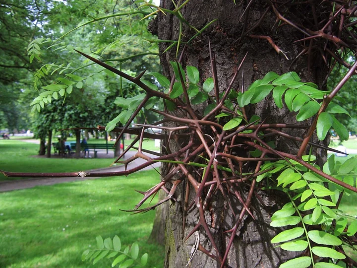 Jardin botanique